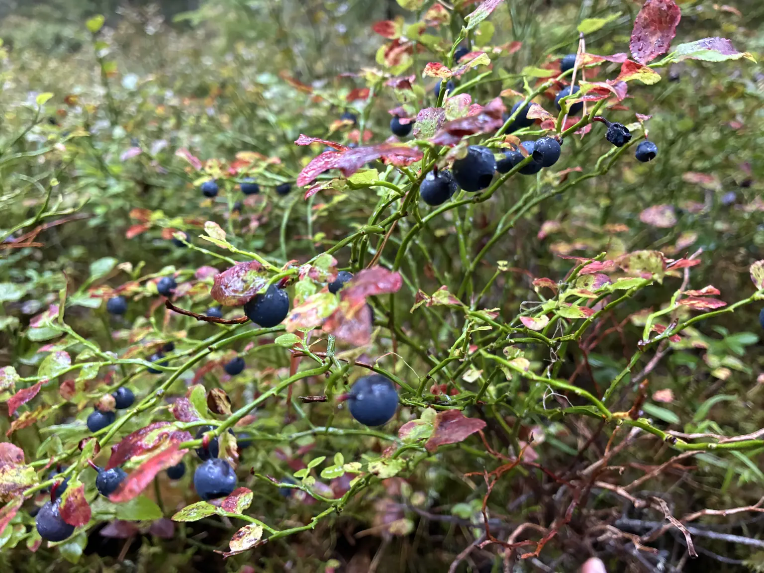 Mogna blåbär på blåbärsris med röda och gröna blad