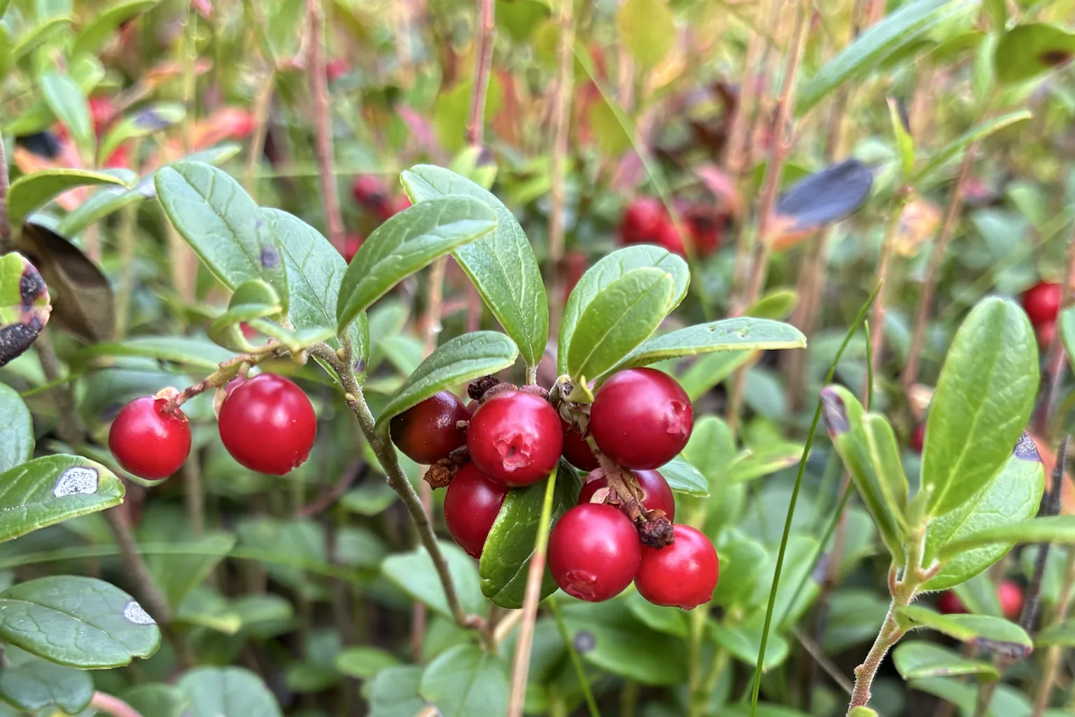 Närbild av mogna röda lingon på lingonris